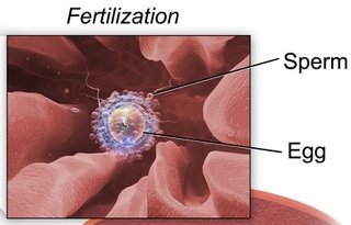 Illustration for article titled What Happens to Sperm Once They're Inside a Woman?